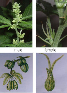 florile-plantei-de-cannabis-stanga-mascul-dreapta-femela